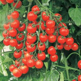 ミニトマト種子 トキタ種苗 サンチェリープレミアム 100粒