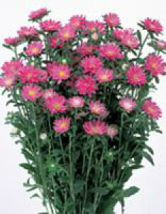 AX^[q@TJ^̃^l@Xe sN@1000