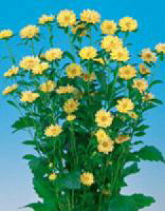 AX^[q TJ^̃^l Ԃ̎ Xe CG[ 1000