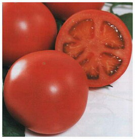 トマト種子 サカタのタネ りんか409 1000粒