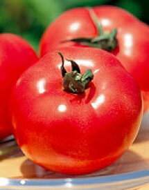 トマト種子 サカタのタネ 野菜の種 麗夏（れいか） 小袋