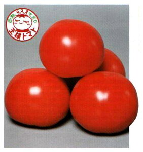 g}gq TJ^̃^l eiꂢ悤j 1000