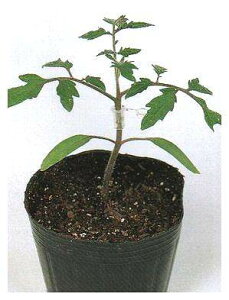 ؗpg}gq TJ^̃^l ubN 1000