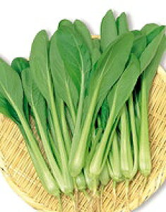 cPiq TJ^̃^l ؁i݂ȁj 