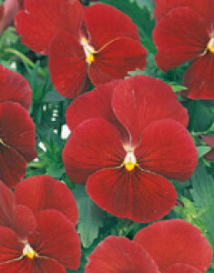 pW[q TJ^̃^l ֌n 悭炭X~Nx[ 500ivC}bNXqj