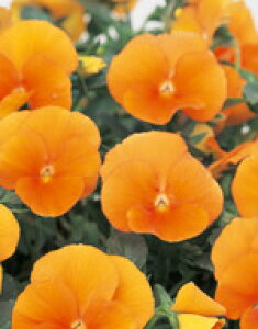 pW[q TJ^̃^l ֌n 悭炭X~ }[}[h 500ivC}bNXqj