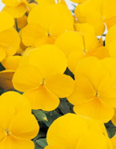 pW[q TJ^̃^l ֌n 悭炭X~ pCibv 500ivC}bNXqj