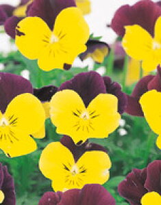 pW[q TJ^̃^l ֌n 悭炭X~ XC[g|eg 500ivC}bNXqj