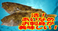 「アイナメ　約1Kg 1尾 約40cm」お刺身用　あいなめ　北海道産 　【smtb-TK】【smtb-tk】【k】 　 【楽ギ…