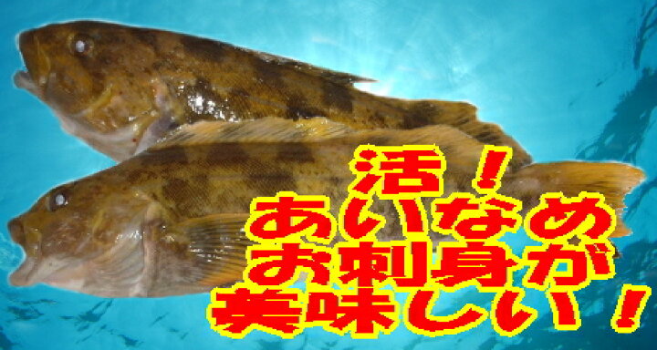 楽天市場 アイナメ 約1kg 1尾 約40ｃｍ お刺身用 あいなめ 北海道産 Smtb Tk Smtb Tk K 楽ギフ 包装 楽ギフ のし 楽ギフ のし宛書 Rcp 10p05sep15 遊廊亭