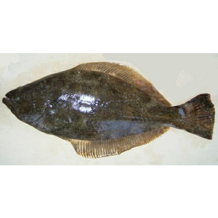 楽天市場 活 平目５0ｃｍ 活魚 約１ｋお刺身用 ヒラメ 北海道函館産 Smtb Tk Smtb Tk K 楽ギフ 包装 楽ギフ のし 楽ギフ のし宛書 Rcp 10p05sep15 遊廊亭