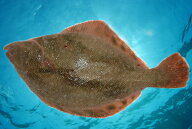 幻の鰈「活」松川（オウチョウ）　活魚！　鰈　800g　函館直送　お刺身最高 　【smtb-TK】【smtb-tk】【k…