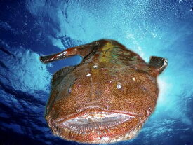 【送料無料】水揚げ当日の生鮮発送！「アンコウ」約3Kg　函館直送　北海道産　年末まで価格は値上り致します。日にち指定時は指定日3日前に価格確認致します。　　 【楽ギフ_包装】【楽ギフ_のし】 【楽ギフ_のし宛書】【RCP】　10P03Sep16