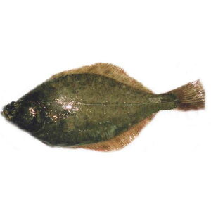 カレイ 魚の人気商品 通販 価格比較 価格 Com