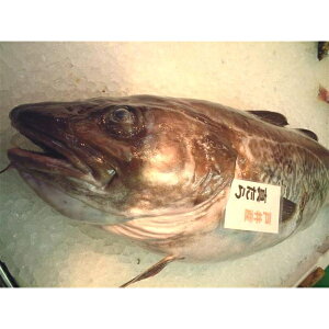 朝獲れ「鱈メス」 真タラ 3.5KgUP 函館直送  北海道産   【smtb-TK】【smtb-tk】【k】   【楽ギフ_包装】【楽ギフ_のし】 【RCP】10P27May16