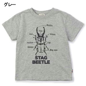 y40%OFFzGtI[LbY TVc   LbY j̎q q STAG BEETLE TVc F.O.KIDS gbvX NK^ Vc 100cm 110cm 120cm 130cm 140cm wZ ct ۈ牀 w ʉ ʊw 