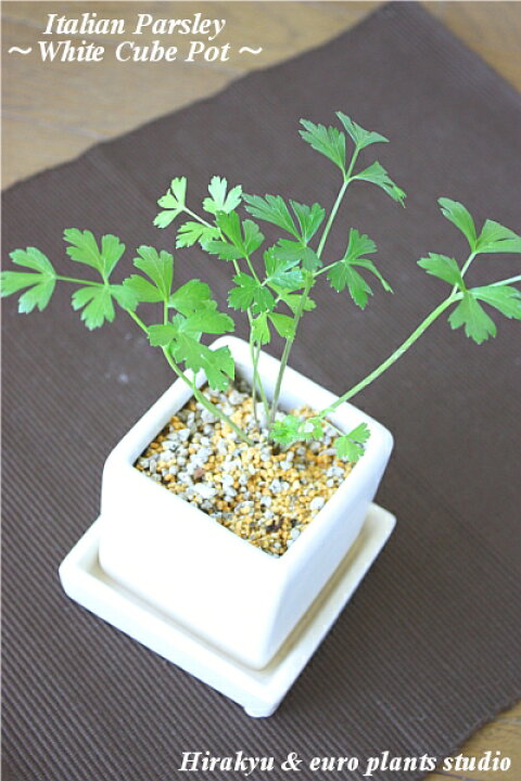 楽天市場 送料無料 観葉植物 おしゃれ ハーブ イタリアンパセリ パセリ 鉢植え 農園 直送 ホワイトキューブ ポット キッチンハーブ 料理 香り インテリア 蔵王 ハーブティー 陶器 ガーデニング ざおうハーブ サラダ 肉料理 魚料理 ポプリ 植物工房ユーロプランツ
