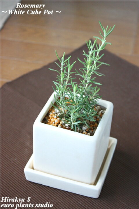楽天市場 送料無料 観葉植物 おしゃれ ハーブ ローズマリー 立性 鉢植え 農園 直送 ホワイトキューブ ポット キッチンハーブ 料理 香り インテリア 蔵王 陶器 ガーデニング ざおうハーブ 植物工房ユーロプランツスタジオ 観葉植物 ユーロプランツスタジオ 楽天市場 送料無料 観葉植物 おしゃれ ハーブ ローズマリー 立性 鉢植え 農園 直送 ホワイトキューブ ポット キッチンハーブ 料理 香り インテリア 蔵王 陶器 ガーデニング ざおうハーブ 植物工房ユーロプランツスタジオ 観葉植物 ユーロプランツスタジオ