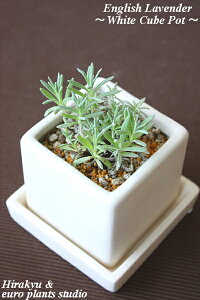 yz ϗtA CeA  n[u CObVx_[ x_[ A _  zCgL[u |bg Lb`n[u     K[fjO 