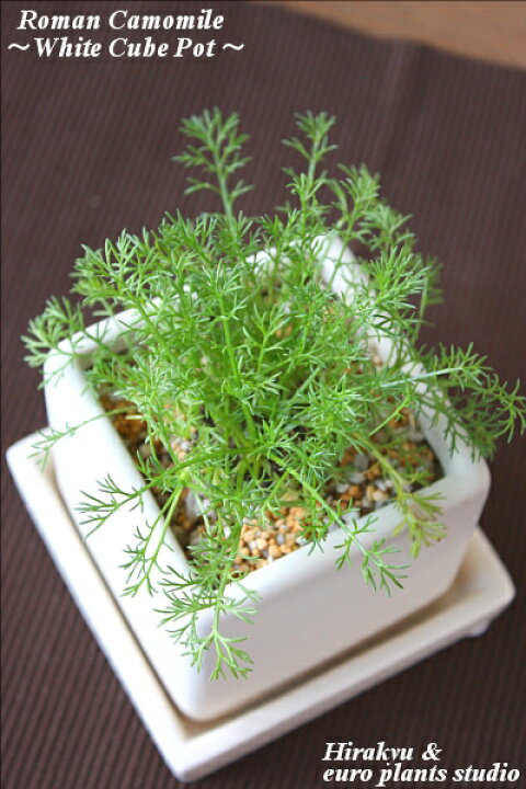 楽天市場 送料無料 観葉植物 おしゃれ ハーブ ローマンカモミール カモミール 鉢植え 農園 直送 ホワイトキューブ ポット キッチンハーブ 料理 香り インテリア 蔵王 ハーブティー 陶器 ガーデニング ざおうハーブ サラダ 肉料理 魚料理 ポプリ 植物工房ユーロ