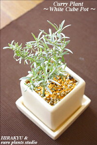 キッチン 観葉植物 インテリア 苗の人気商品 通販 価格比較 価格 Com