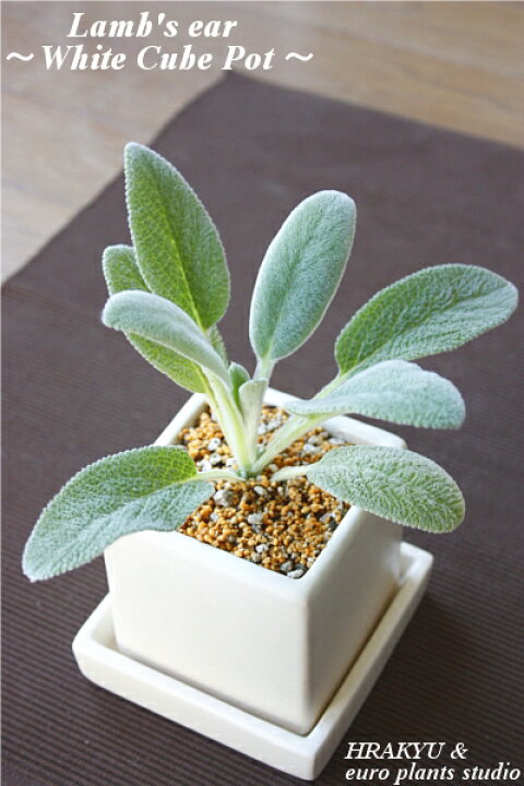 楽天市場 送料無料 観葉植物 おしゃれ ハーブ ラムズイヤー 鉢植え 農園 直送 ホワイトキューブ ポット キッチンハーブ 料理 香り インテリア 蔵王 ハーブティー 陶器 ガーデニング ざおうハーブ サラダ 肉料理 魚料理 ポプリ 植物工房ユーロプランツスタジオ 楽天市場 送料無料 観葉植物 おしゃれ ハーブ ラムズイヤー 鉢植え 農園 直送 ホワイトキューブ ポット キッチンハーブ 料理 香り インテリア 蔵王 ハーブティー 陶器 ガーデニング ざおうハーブ サラダ 肉料理 魚料理 ポプリ 植物工房ユーロプランツスタジオ