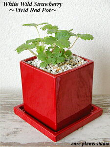 yz ϗtA CeA  厩R̐VNn[u Wild strawberry"Red Berry" Vivid Red Pot ChXgx["Ԏ" BBbhbh|bg Lb`  A} Mtg L
