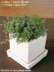 レモン タイム 苗の人気商品 通販 価格比較 価格 Com