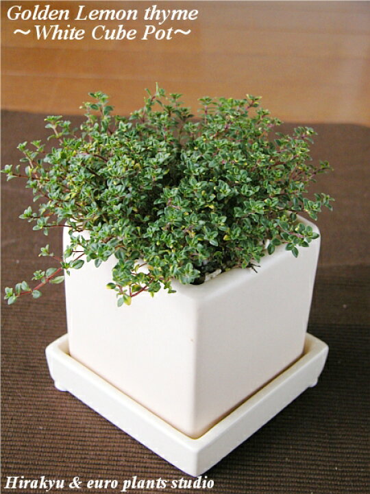 楽天市場 送料無料 ハーブ ゴールデンレモンタイム タイム レモン 鉢植え 農園 直送 ホワイトキューブ ポット キッチンハーブ 料理 香り インテリア 観葉植物 蔵王 ハーブティー 陶器 ガーデニング ざおうハーブ サラダ 肉料理 魚料理 ポプリ 室内 植物工房eps 楽天市場 送料無料 ハーブ ゴールデンレモンタイム タイム レモン 鉢植え 農園 直送 ホワイトキューブ ポット キッチンハーブ 料理 香り インテリア 観葉植物 蔵王 ハーブティー 陶器 ガーデニング ざおうハーブ サラダ 肉料理 魚料理 ポプリ 室内 植物工房eps