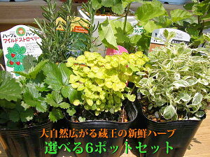 yz ϗtA CeA  ̐VN n[u c |bg V[Y _ ǎ n[u  40킩Iׂ n[uc 6|bg Zbg ~g K[fjO K[fn[