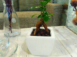 yz ϗtA CeA  nCh J`[ ϗt A KW}̖ KW} zCgXNGAyKW}̖ K̖  ܂ ܂̖ fX