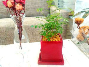 シマトネリコ 室内の人気商品 通販 価格比較 価格 Com シマトネリコ 室内の人気商品 通販 価格比較 価格 Com