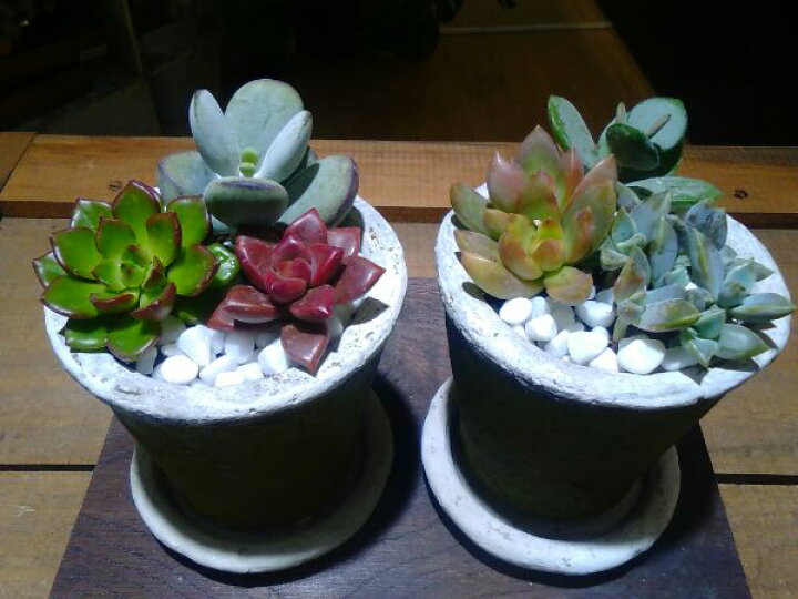 楽天市場 送料無料 多肉植物 寄せ植え おまかせ インテリア 鉢 ナチュラルグリーンポット 多肉 寄せ植え ミニ 鉢植え 陶器 かわいい 新築祝い 風水 室内 植物工房ユーロプランツスタジオ 観葉植物 ユーロプランツスタジオ