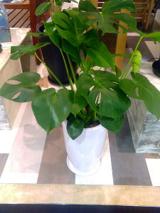 観葉植物 8号 モンステラの通販 価格比較 価格 Com