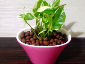 楽天市場 観葉植物 カラーピンク 種類 植物 ポトス 花 観葉植物 花 ガーデン Diy の通販