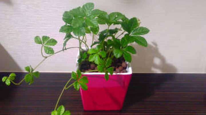 楽天市場 送料無料 ハイドロ カルチャー 観葉 植物 観葉植物 おしゃれ シュガーバイン ミニ ピンク スクエア 高さ15cm程度 シュガーパイン つる性 陶器 デスク 誕生日 風水 ギフト スタジオ お祝い 家具 雑貨 新築 花言葉 観葉植物 ユーロプランツスタジオ 楽天市場 送料無料 ハイドロ カルチャー 観葉 植物 観葉植物 おしゃれ シュガーバイン ミニ ピンク スクエア 高さ15cm程度 シュガーパイン つる性 陶器 デスク 誕生日 風水 ギフト スタジオ お祝い 家具 雑貨 新築 花言葉 観葉植物 ユーロプランツスタジオ