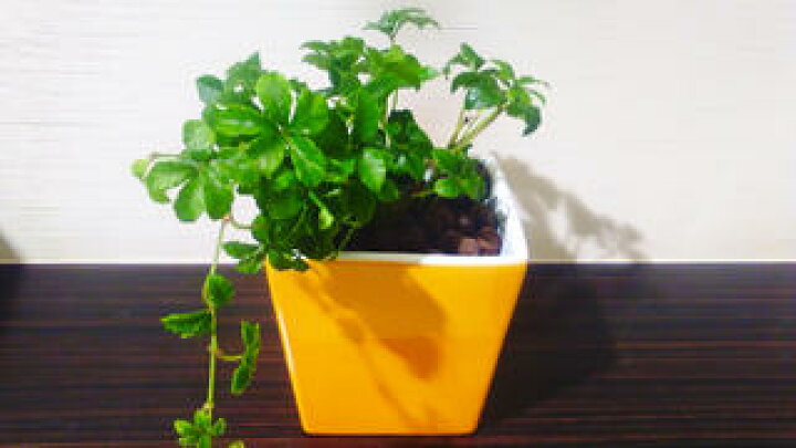 楽天市場 送料無料 ハイドロ カルチャー 観葉 植物 観葉植物 おしゃれ シュガーバイン イエロー スクエア 高さ15cm程度 黄色 シュガーパイン つる性 陶器 デスク 誕生日 風水 ギフト スタジオ お祝い 家具 雑貨 新築 花言葉 観葉植物 ユーロプランツスタジオ 楽天市場 送料無料 ハイドロ カルチャー 観葉 植物 観葉植物 おしゃれ シュガーバイン イエロー スクエア 高さ15cm程度 黄色 シュガーパイン つる性 陶器 デスク 誕生日 風水 ギフト スタジオ お祝い 家具 雑貨 新築 花言葉 観葉植物 ユーロプランツスタジオ