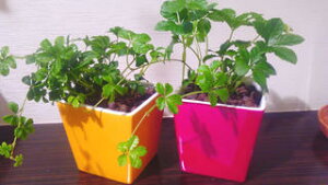 yz ϗtA CeA  nCh J`[ ϗt A VK[oC sN CG[ XNGA 2Zbg 15cmx yVK[pC 鐫  fXN a