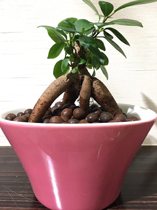 楽天市場 送料無料 ハイドロ カルチャー 観葉 植物 観葉植物 おしゃれ ガジュマルの木 ガジュマル ピンク 陶器 オーバル ガジュマルの木 多幸の木 陶器 がじゅまるの木 デスク 風水 植物工房ユーロプランツスタジオ 観葉植物 ユーロプランツスタジオ