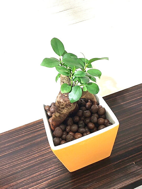 1002円 激安単価で 送料無料 ガジュマル ハイドロカルチャー ガジュマルの木 多幸の木