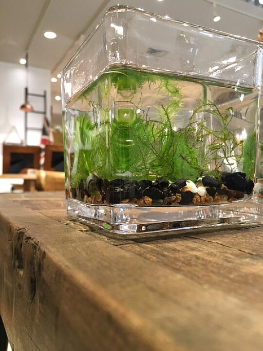 楽天市場 送料無料 減農薬 水草 テラリウム キット 角グラス 10cm アクアリウム 人気水草3種入り 麦飯石と竹炭入り 砂利付き ガラス 作成キット メダカ アカヒレ コッピー ベタ 飼育用 植物工房ユーロプランツスタジオ 観葉植物 ユーロプランツスタジオ