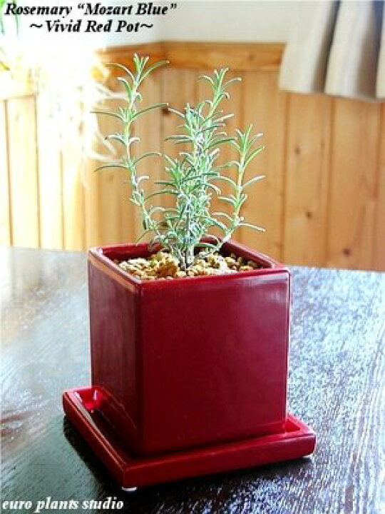 楽天市場 送料無料 観葉植物 おしゃれ ローズマリー モーツァルトブルー ホワイト レッド ポット インテリア キッチン 料理 お風呂 アロマ 化粧品 ギフト 記念日 ギフト お祝い 内祝い 陶器 プレゼント プチギフト 室内 植物工房ユーロプランツスタジオ 観葉植物