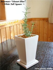 楽天市場 室内観葉植物 ローズマリーの通販