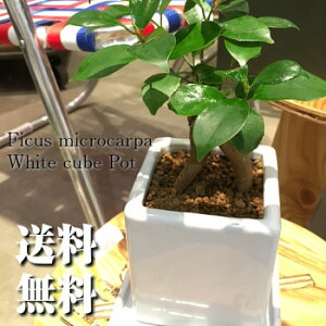 【送料無料】 観葉植物 インテリア おしゃれ ガジュマルの木 ガジュマル 鉢植え (高さ15cm程度 精霊の宿る木 白 キューブ モダン 陶器【多幸の木 陶器 がじゅまる がじゅまるの木 デスク 誕生