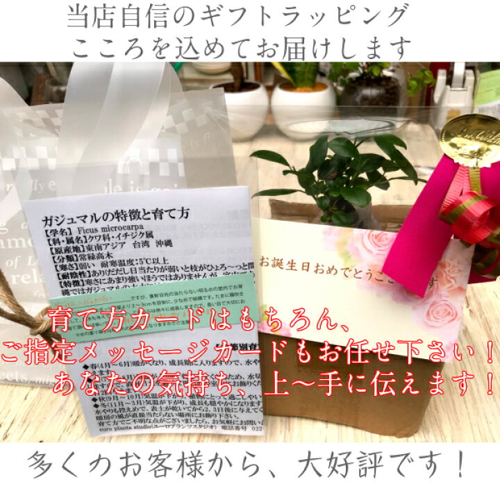 楽天市場 送料無料 観葉植物 小さい おしゃれ オリヅルラン ボニー ホワイト エッグ ポット 観葉 ミニ観葉 鉢植え 陶器 ラン 室内 植物工房ユーロプランツスタジオ 観葉植物 ユーロプランツスタジオ
