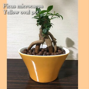 ガジュマル ハイドロカルチャーの人気商品 通販 価格比較 価格 Com