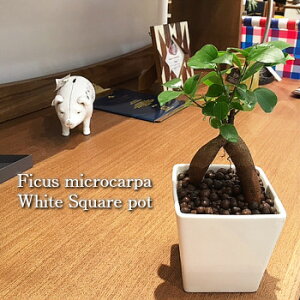 yz ϗtA CeA  nCh J`[ ϗt A KW}̖ KW} ̏h zCgXNGAyKW}̖ K̖  ܂ fXN 