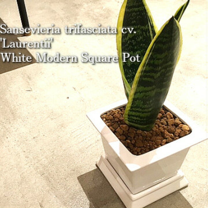 楽天市場 送料無料 観葉植物 おしゃれ サンセベリア ローレンティー コンパクタ 鉢植え 受け皿付き 高さcm程度 白 陶器 ホワイト スクエア サンスベリア 空気清浄樹 誕生日 ギフト スタジオ ゆーろ 土植え 観葉 北欧 ギフト 記念日 誕生日 お祝い 観葉植物