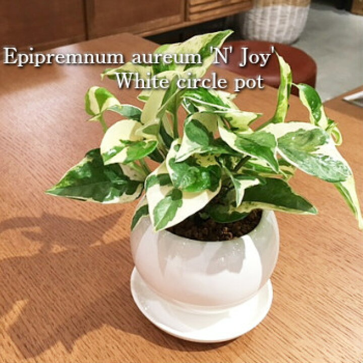 楽天市場 送料無料 観葉植物 おしゃれ ポトス エンジョイ 鉢植え 高さ15cm程度 白 丸 サークル モダン 陶器 受け皿付き 受賞 陶器 デスク 誕生日 風水 お祝い 開店祝い 誕生日 簡単 丈夫 鉢植え 風水 ギフト 花言葉 華やかな明るさ 観葉植物 ユーロプランツ