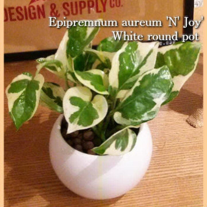 楽天市場 送料無料 ハイドロ カルチャー 観葉 植物 観葉植物 おしゃれ ポトス エンジョイ 高さ15cm程度 白 丸 ラウンド モダン 陶器 受賞 ホワイト 陶器 デスク 誕生日 お祝い 開店祝い 誕生日 北欧 簡単 丈夫 鉢植え 風水 ギフト 花言葉